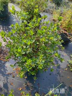 高度40厘米杜鹃