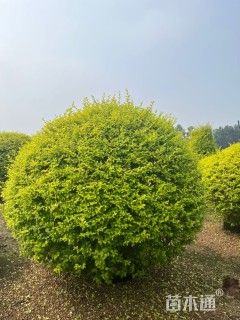 冠幅90厘米亮晶女贞球