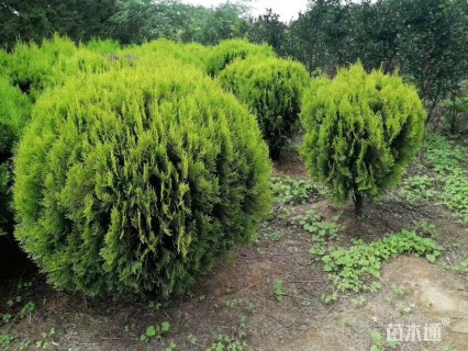 冠幅150厘米洒金柏球