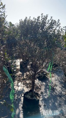 高度180厘米菲油果