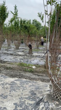 50公分紫薇花瓶