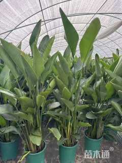 高度50厘米天堂鸟