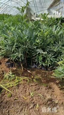 高度40厘米十大功劳