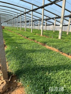 高度5厘米地被石竹