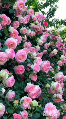 150厘米藤本月季