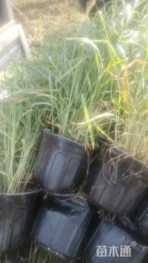 高度70厘米大布尼狼尾草