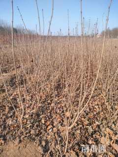 高度50厘米丁香