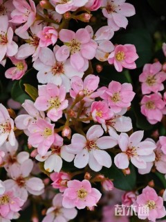 春花树