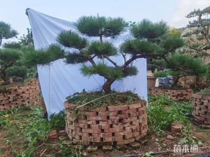 高度1000厘米黑松