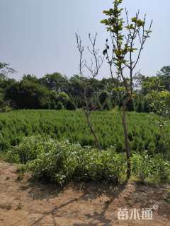 高度80厘米刺柏