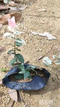 10厘米花叶络石