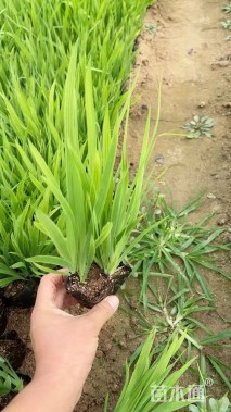 高度25厘米鸢尾