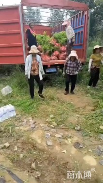 高度150厘米紫穗槐