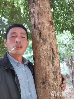 18公分金丝楠木