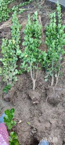 高度120厘米北海道黄杨