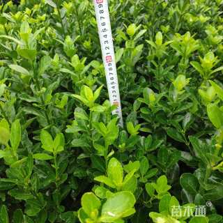 高度50厘米大叶黄杨小苗