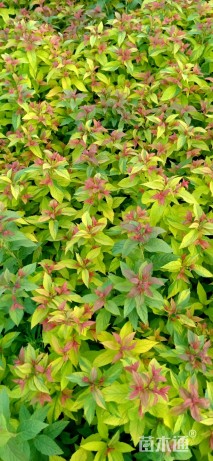 高度45厘米金焰绣线菊