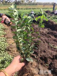 高度50厘米卫矛