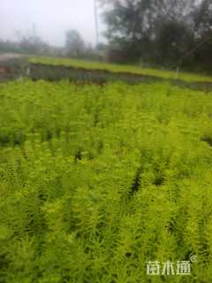 高度10厘米佛甲草