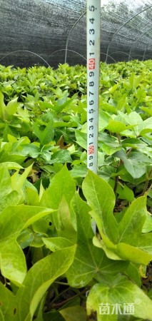 高度30厘米熊掌木小苗