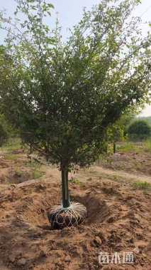 12公分垂丝海棠