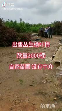 高度250厘米丛生榆叶梅