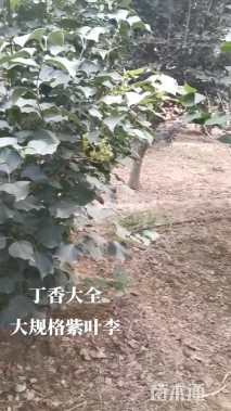 高度200厘米丛生丁香