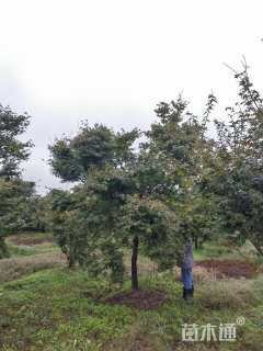 16公分日本红枫