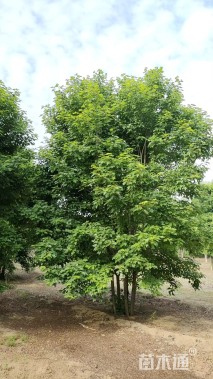 高度800厘米丛生美国红枫