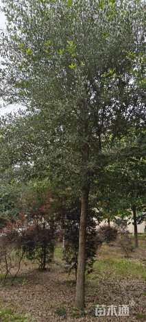 14公分弗吉尼亚栎