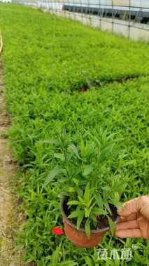 高度15厘米常夏石竹