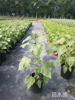 高度40厘米向日葵