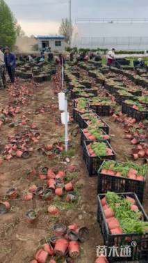 高度18厘米芝樱