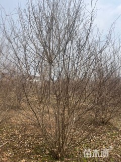 高度200厘米丛生紫薇