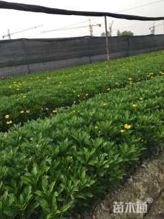 高度30厘米黄金菊