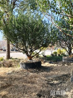 高度350厘米南丰蜜桔