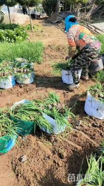 高度30厘米马莲