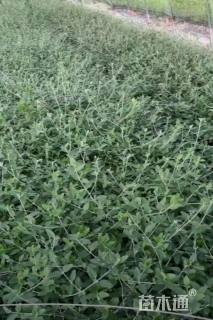 高度30厘米灌从石蚕