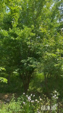 高度500厘米丛生茶条槭