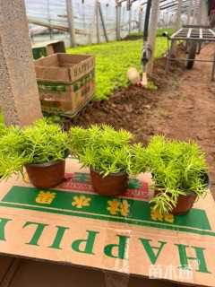 高度10厘米佛甲草