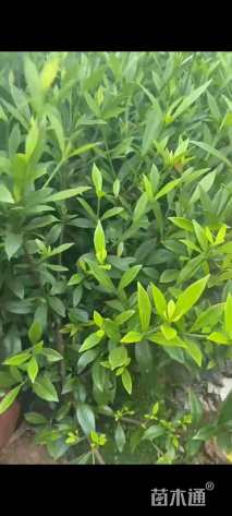 高度30厘米栀子花