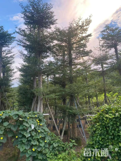 15公分小叶榄仁