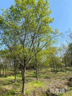 15公分朴树
