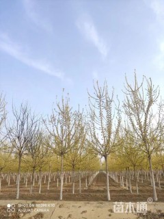 10公分金叶复叶槭