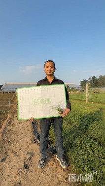 高度15厘米麦冬