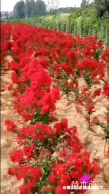 高度100厘米美国紫薇