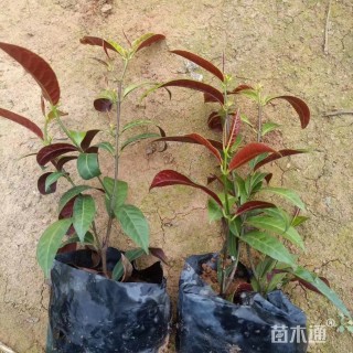 高度30厘米红背桂