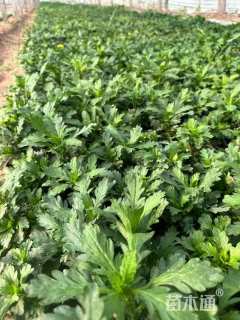 高度25厘米黄金菊