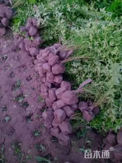 高度70厘米云南黄馨