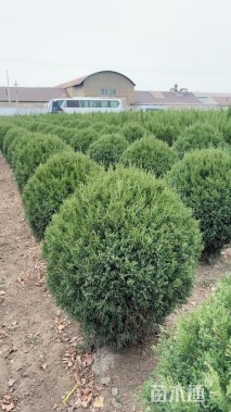 冠幅80厘米蜀桧柏球